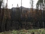 Wildfire aftermath