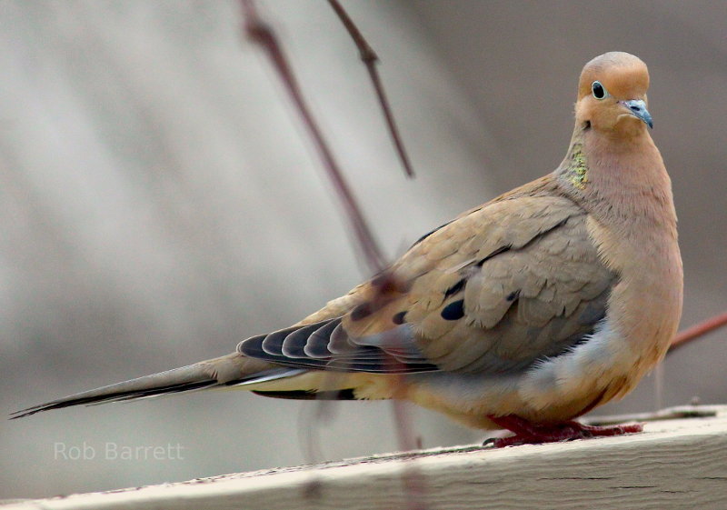 Morning Dove in Minnesota