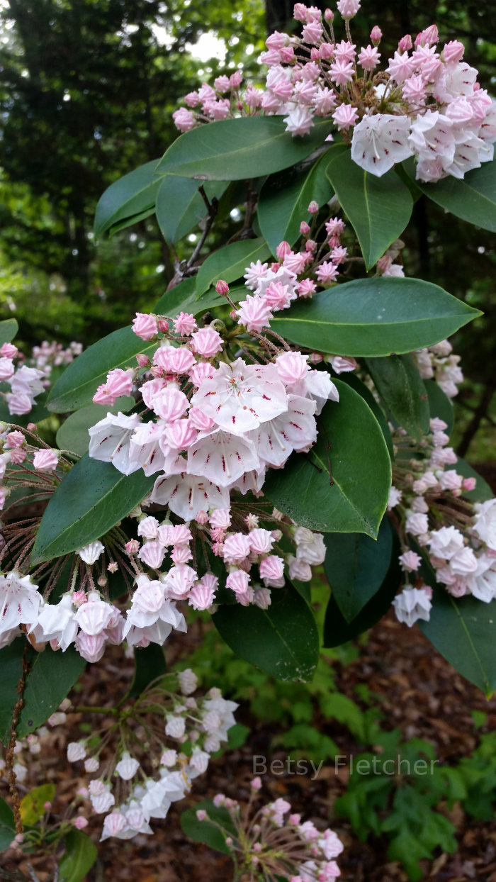 Mountain Laurel in Barboursville, VA