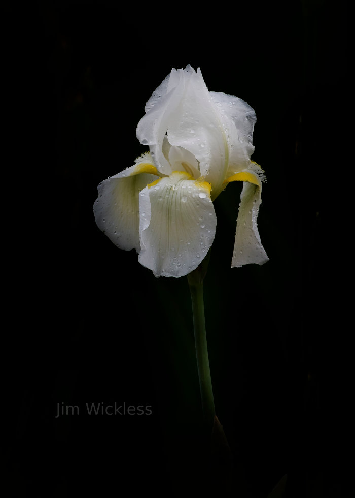 Iris in Lincoln, Nebraska