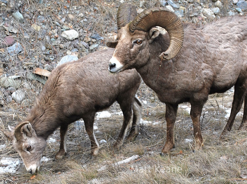 Big Horn sheep in Montana