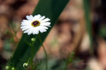 Brazilian Flowers