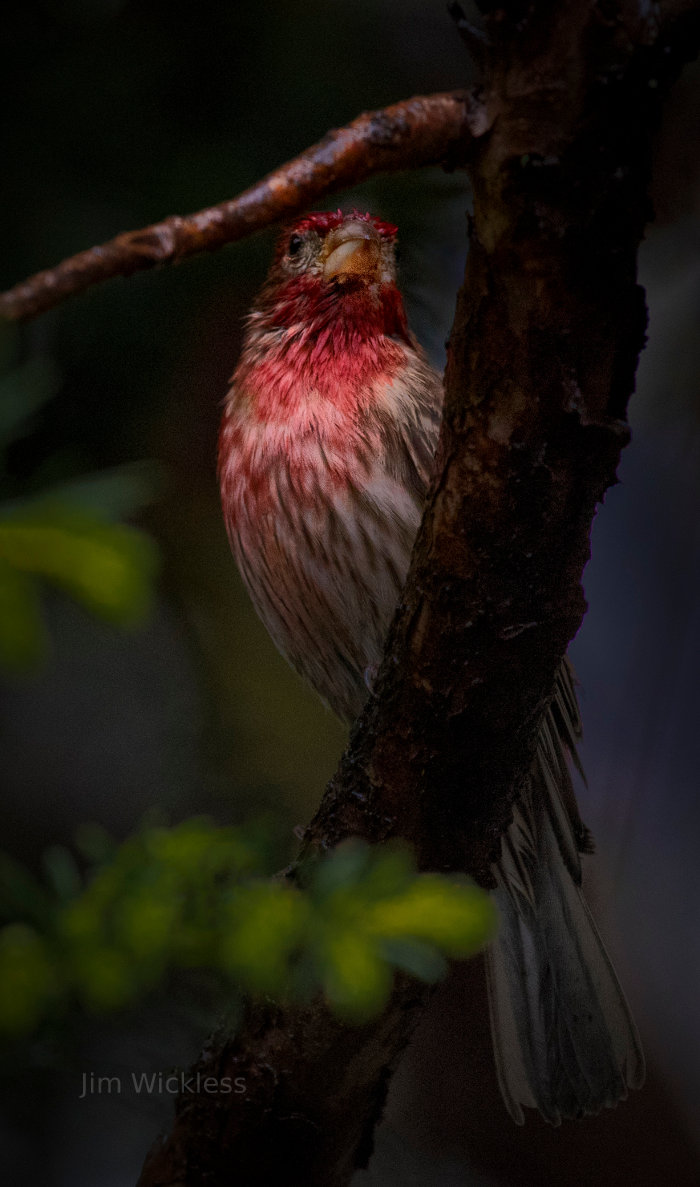 Finch in Lincoln, Nebraska