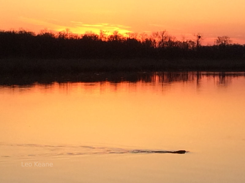 Beaver in Minnesota