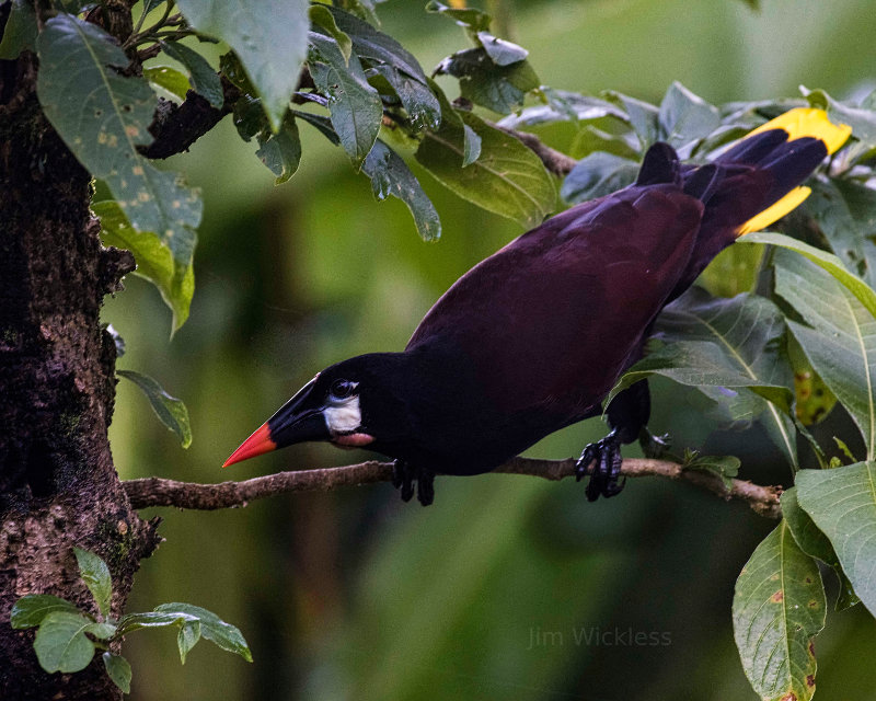 Montezuma Oropendola in Costa Rica