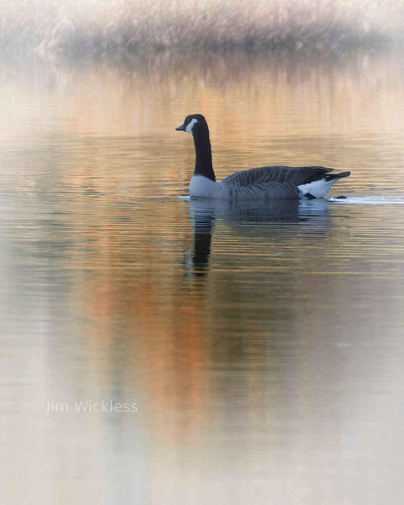 Beautiful shot of the goose