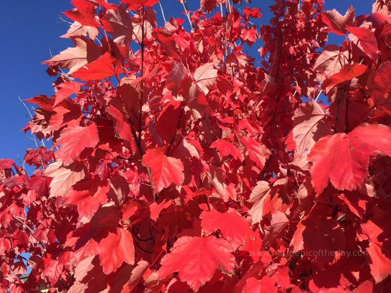Red leaves in Idaho