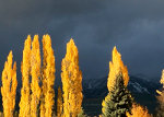 Poplars in Whitefish, Montana