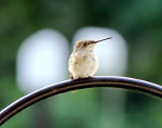 Baby Hummingbird