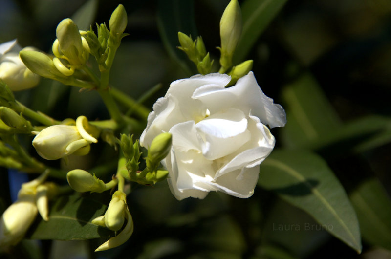 Beautiful Brazilian flower.