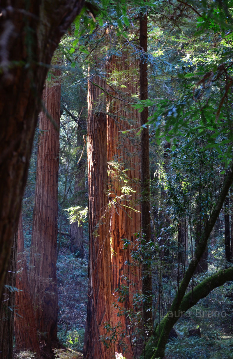 Redwoods