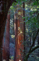 Redwoods