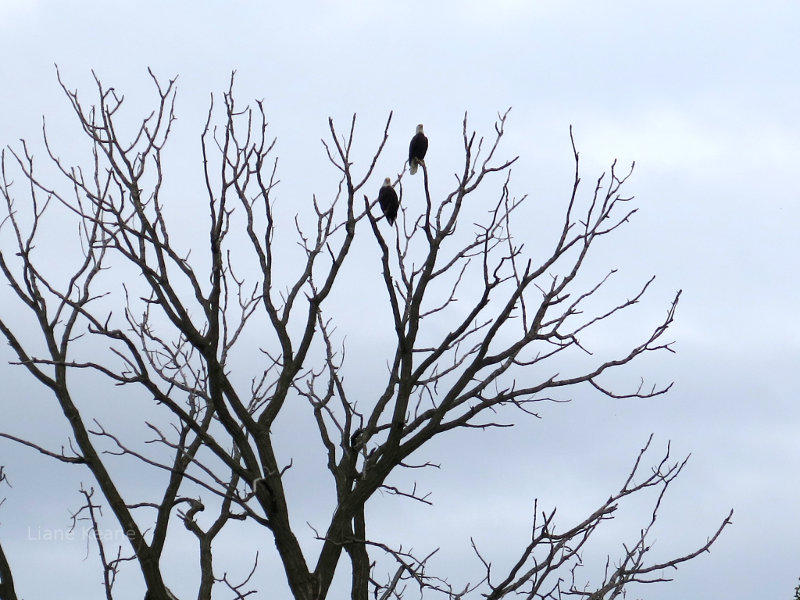 Bald Eagles