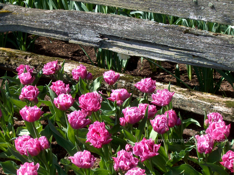 Pretty pink flowers in the Skagit Valley, Washington.