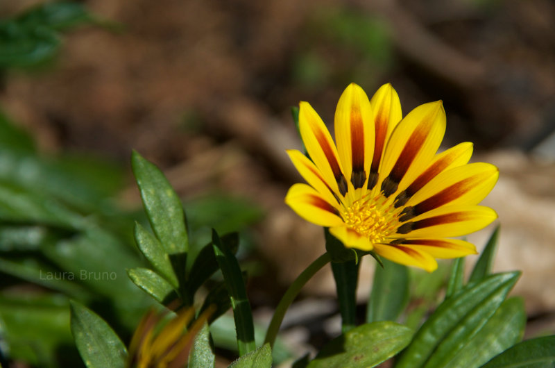 Flowers in Brazil