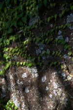 Fungus on the rocks