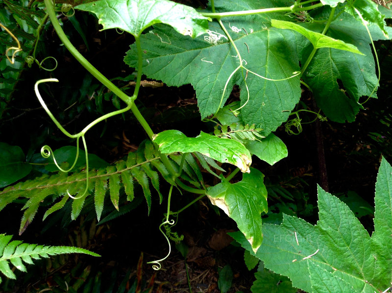 Vines on the Oregon Coast, Ecola State Park