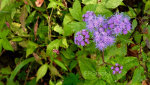 Beautiful flowers in Prophetstown State Park, Indiana