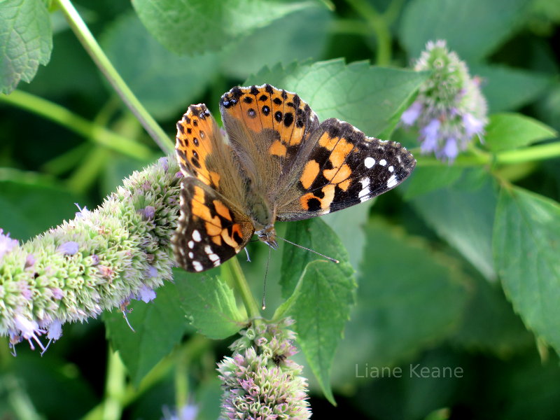 Butterfly in Minnesota