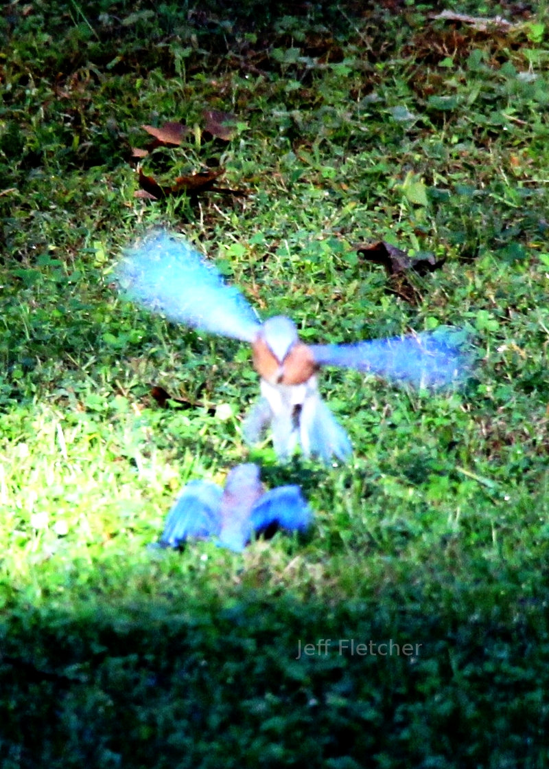 Bluebirds in Barboursville, VA