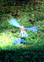 Bluebirds in Barboursville, VA