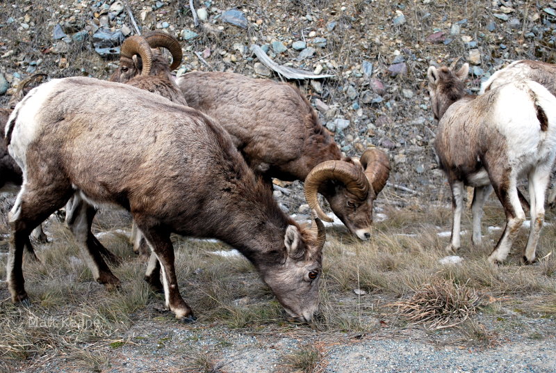 Sheep in Montana