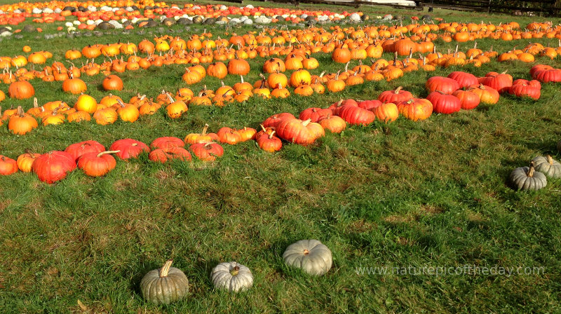 Pumpkins