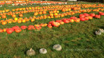 Pumpkins