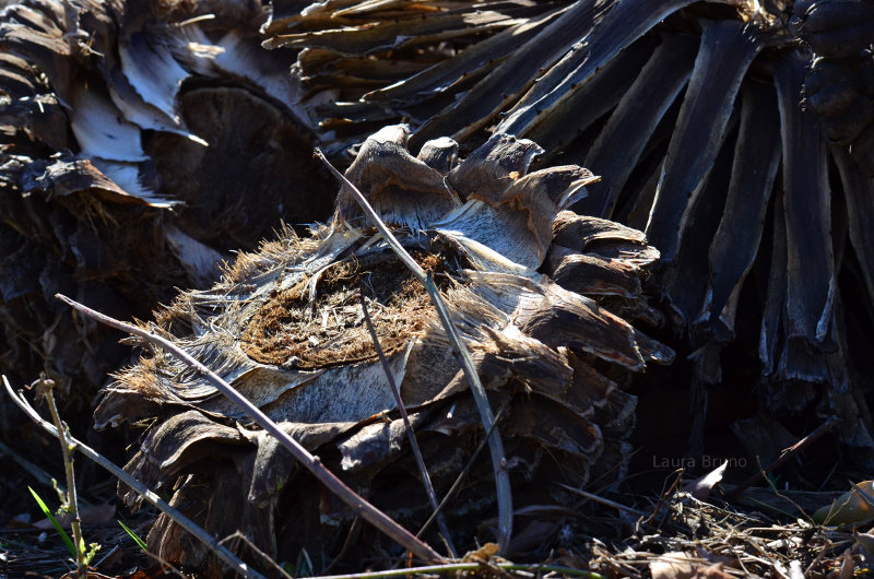 Husks of vegetation