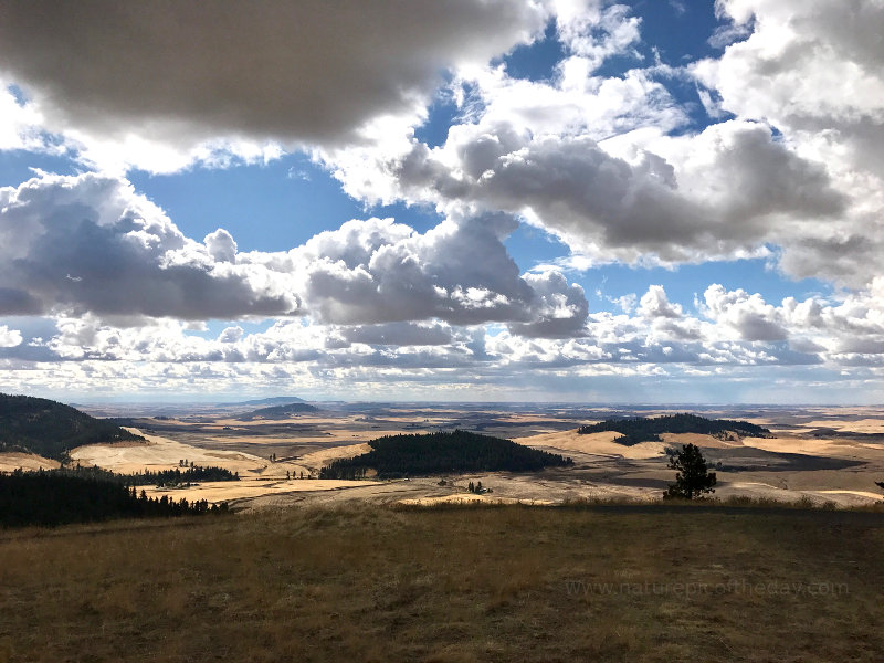 The skyline from Skyline Drive in Washington state.