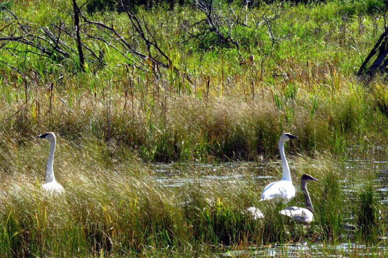 Pretty swans in Minnesota