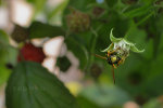 Yellow jacket or European paper wasp in Ljubljana, Slovenia.