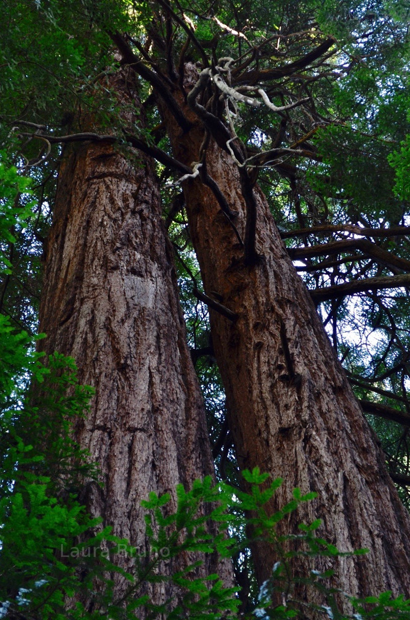 Handsome Redwoods