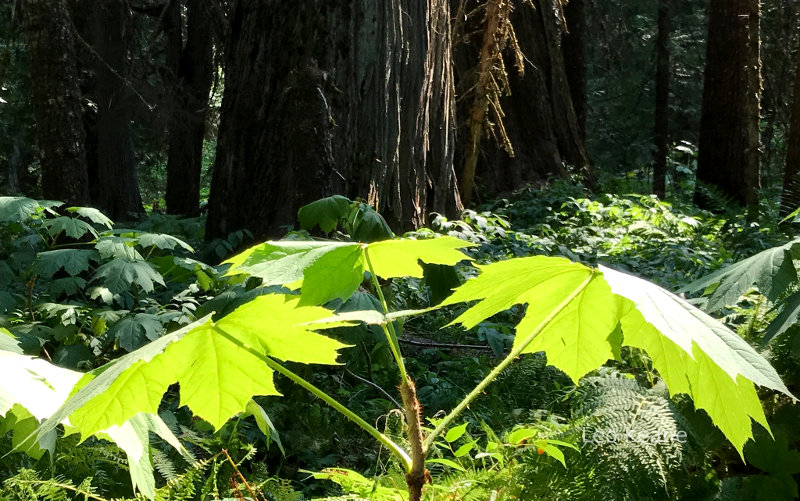 Devils club and Cedar trees in Montana