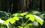 Devils club and Cedar trees in Montana