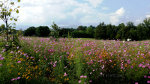 Beautiful Field of wild flowers 