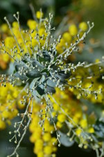 Beautiful Brazilian flowers