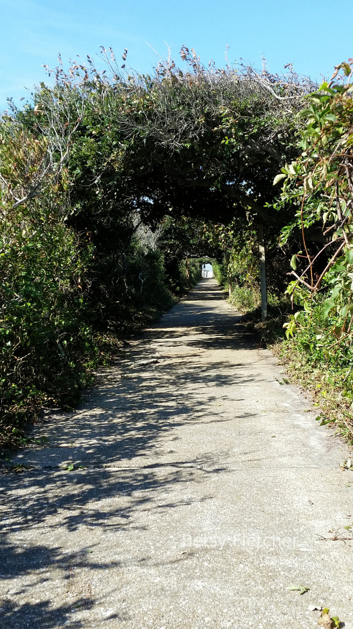 Beautiful walk to the beach in North Carolina