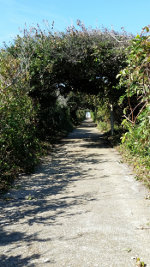 Beautiful walk to the beach in North Carolina