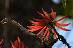 Beautiful flowers in Brazil