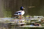 Purple Mallard in Minnesota