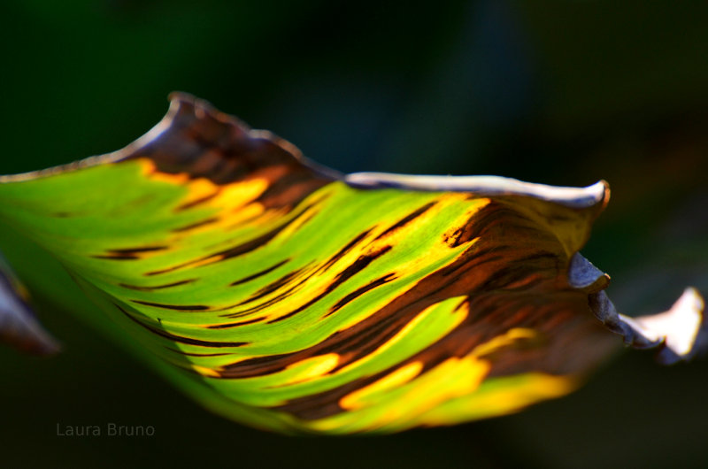 Beautiful light plays on leaf