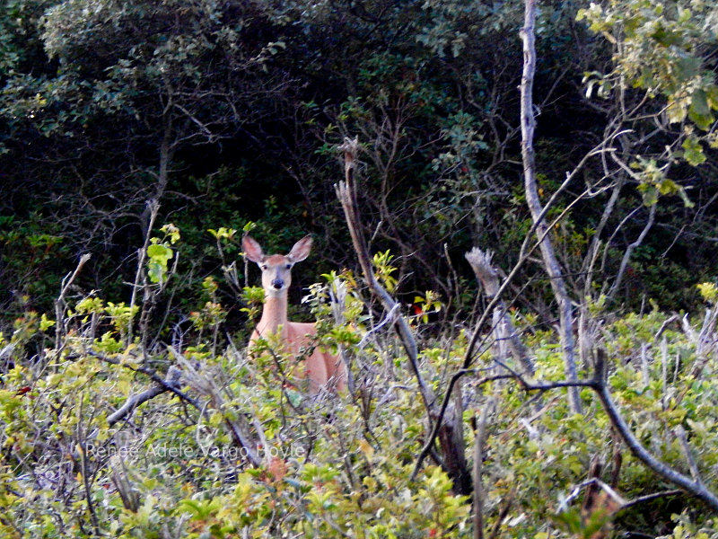 A doe in Philipsburg, PA