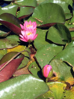 Water Lilies in Idaho