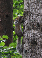 Mom and Baby squirrel in Barboursville, VA