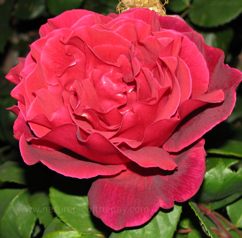 Beautiful red flower