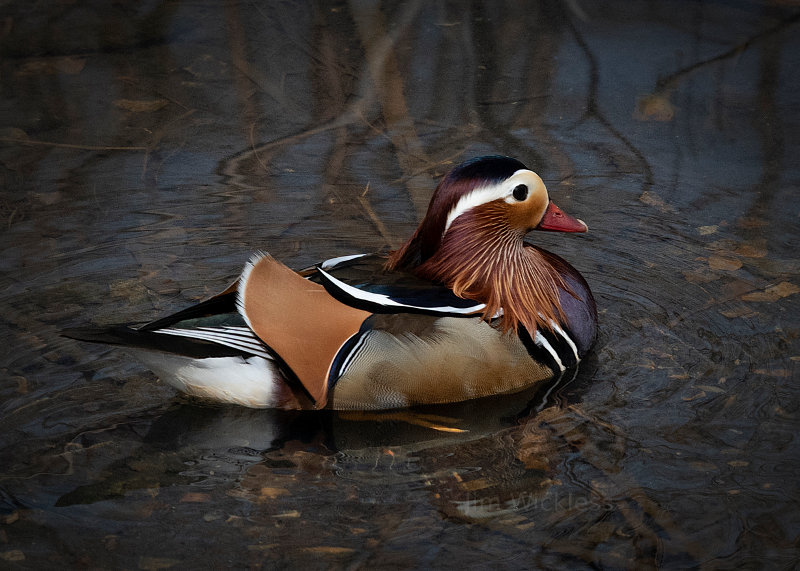 Mandarin Duck in Omaha, Nebraska