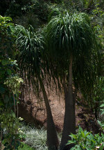 Tropical trees in Brazil