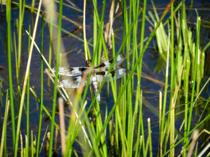 Dragonfly in Montana