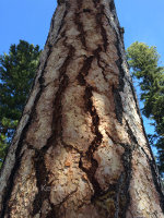 Looking Up a Pine Tree